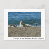 Carte Postale Éléphant de mer (Devant)