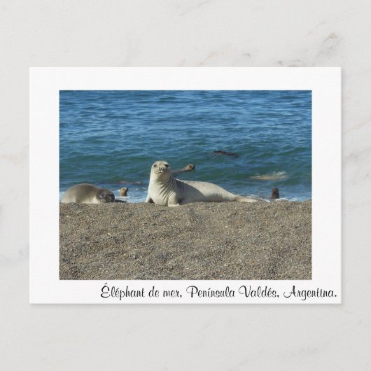 Carte Postale Éléphant de mer (Devant)