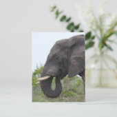 Carte Postale Elephant Eating (Debout devant)