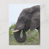 Carte Postale Elephant Eating (Devant)