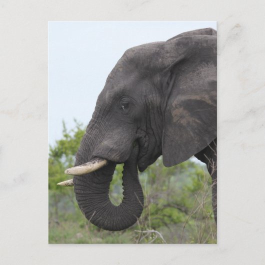 Carte Postale Elephant Eating (Devant)