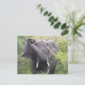 Carte Postale Eléphant en colère (Debout devant)