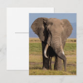 Carte Postale Éléphant en recherche (Devant / Derrière)