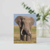Carte Postale Éléphant en recherche (Debout devant)