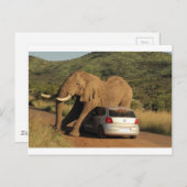 Carte Postale Elephant Est Assis Sur Elle (Devant / Derrière)