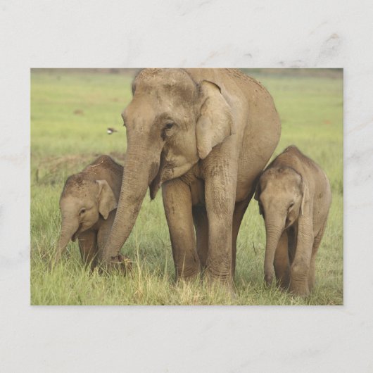 Carte Postale Eléphant et jeunes indiens d'Asie (Devant)