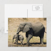Carte Postale Éléphant et mère de bébé (Devant / Derrière)