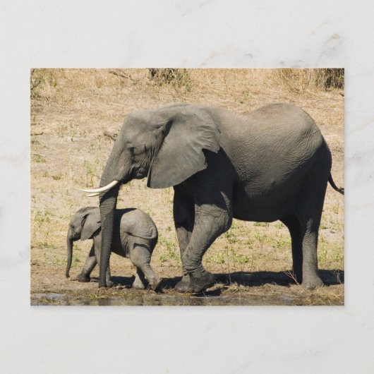 Carte Postale Éléphant et mère de bébé (Devant)