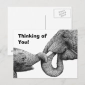 Carte postale Eléphant et veau d'Afrique (Devant / Derrière)