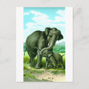 Carte Postale Eléphant indien