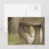 Carte Postale Eléphant indien / asiatique et jeune, Corbett (Devant / Derrière)