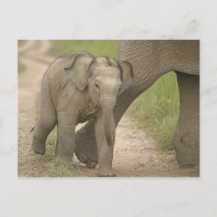 Carte Postale Éléphant indien / asiatique et jeune, Corbett 2