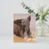 Carte Postale Éléphant jouant avec l'eau (Debout devant)