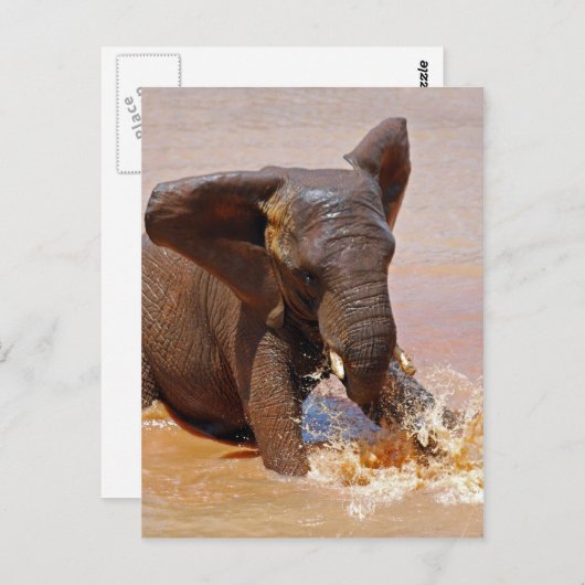 Carte Postale Éléphant jouant avec l'eau (Devant / Derrière)