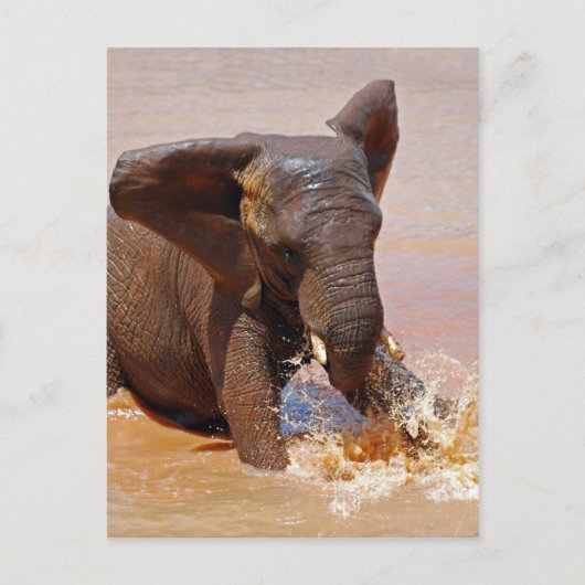 Carte Postale Éléphant jouant avec l'eau (Devant)