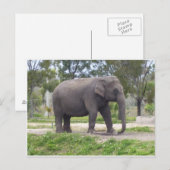 Carte Postale Éléphant le long du sentier forestier (Devant / Derrière)