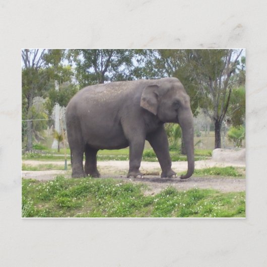 Carte Postale Éléphant le long du sentier forestier (Devant)