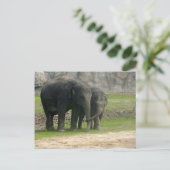 Carte Postale Elephant Loe (Debout devant)