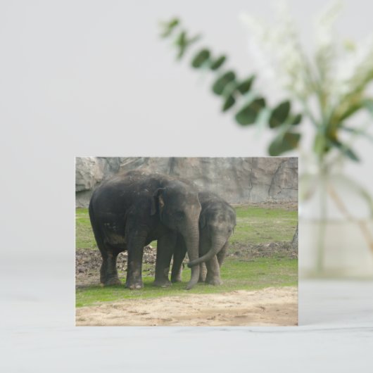 Carte Postale Elephant Loe (Debout devant)
