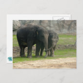 Carte Postale Elephant Loe (Devant / Derrière)