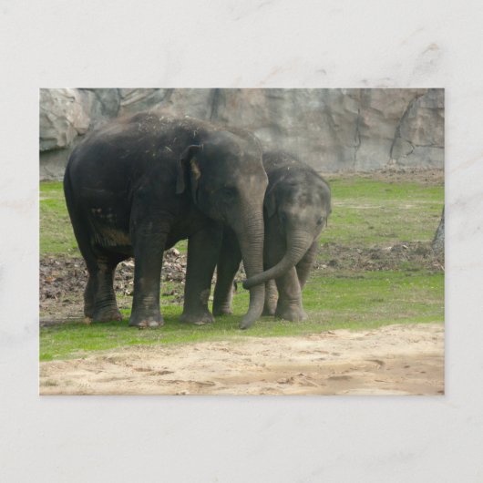 Carte Postale Elephant Loe (Devant)