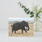 Carte Postale éléphant marche (Debout devant)
