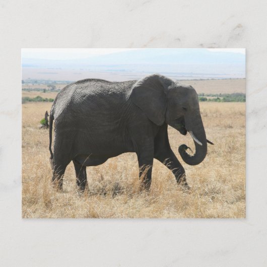 Carte Postale éléphant marche (Devant)