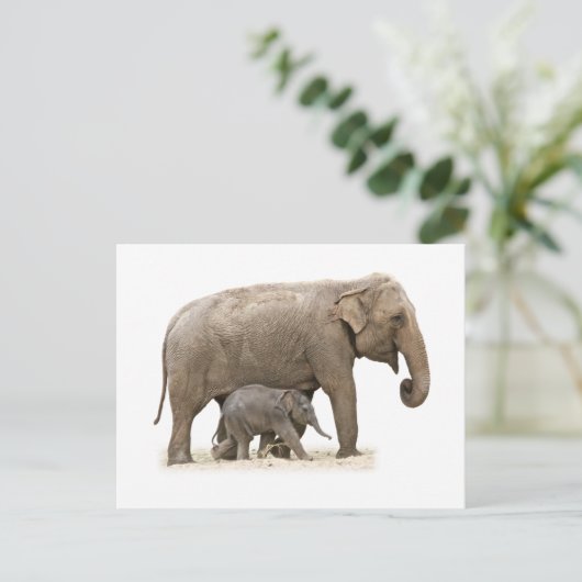 Carte Postale Eléphant mère et bébé (Debout devant)