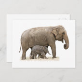 Carte Postale Eléphant mère et bébé (Devant / Derrière)