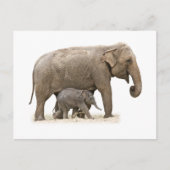 Carte Postale Eléphant mère et bébé (Devant)
