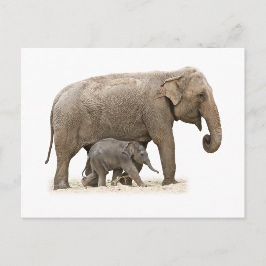 Carte Postale Eléphant mère et bébé (Devant)