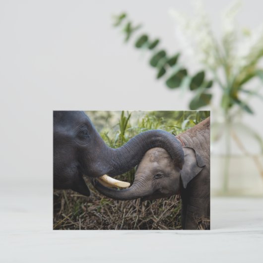 Carte Postale Eléphant mère et bébé montrant une affection (Debout devant)