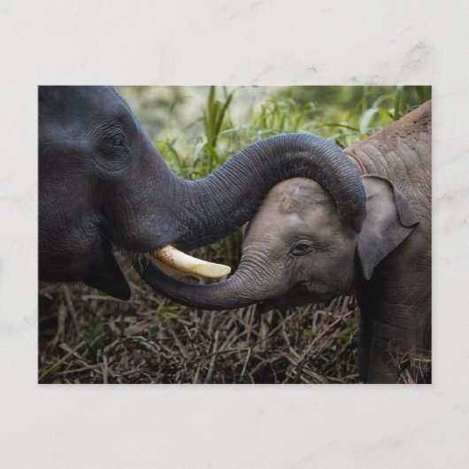 Carte Postale Eléphant mère et bébé montrant une affection (Devant)