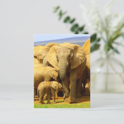 Carte postale Eléphant mère et veau (Debout devant)