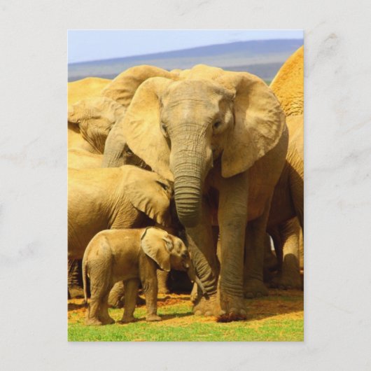 Carte postale Eléphant mère et veau (Devant)