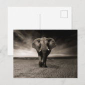 Carte Postale Eléphant noir et blanc (Devant / Derrière)