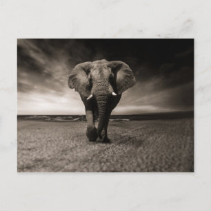 Carte Postale Eléphant noir et blanc