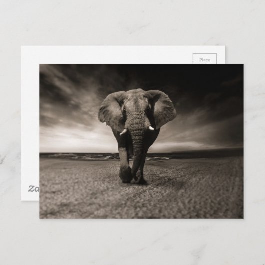Carte Postale Eléphant noir et blanc (Devant / Derrière)