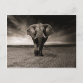 Carte Postale Eléphant noir et blanc (Devant)