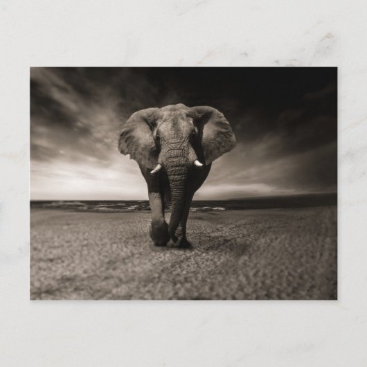 Carte Postale Eléphant noir et blanc (Devant)