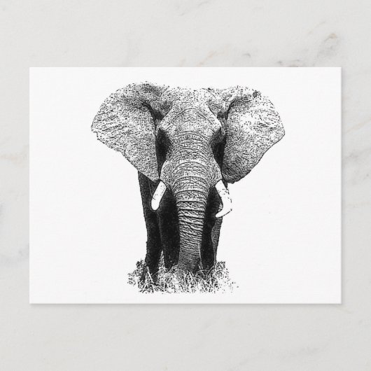Carte Postale Eléphant noir et blanc (Devant)