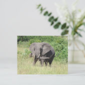 Carte Postale Elephant Ouganda Afrique (Debout devant)