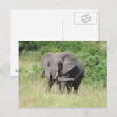 Carte Postale Elephant Ouganda Afrique (Devant / Derrière)