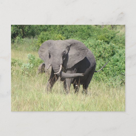Carte Postale Elephant Ouganda Afrique (Devant)