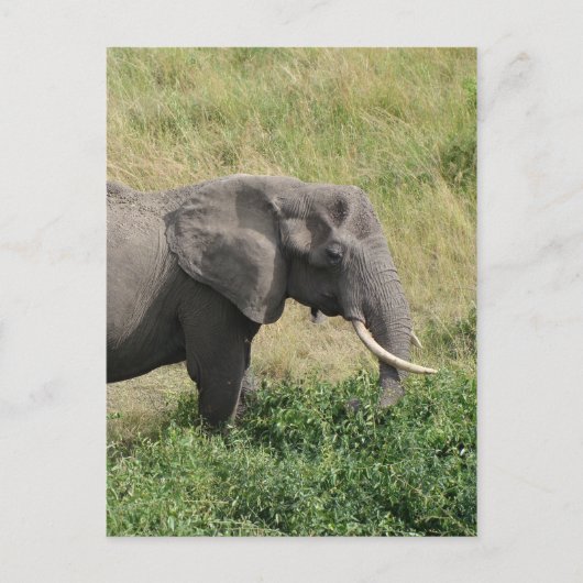 Carte Postale Elephant-Ouganda-Afrique-2 (Devant)