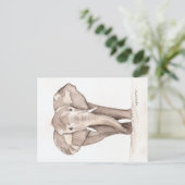 Carte Postale elephant postcard (Debout devant)