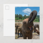 Carte Postale Éléphant Sri Lanka (Devant / Derrière)