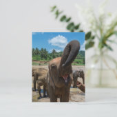 Carte Postale Éléphant Sri Lanka (Debout devant)