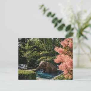 Carte Postale Éléphant surréaliste magnifique dans la piscine