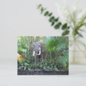 Carte postale éléphante (Debout devant)